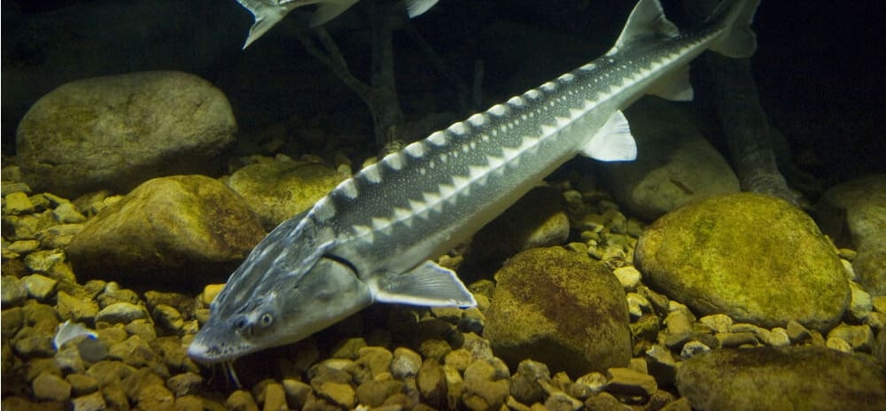 Russian sturgeon
