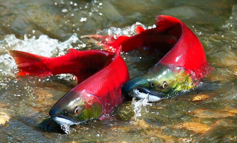 Sockeye salmon