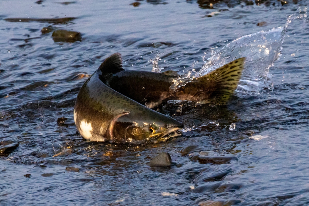 Pink salmon